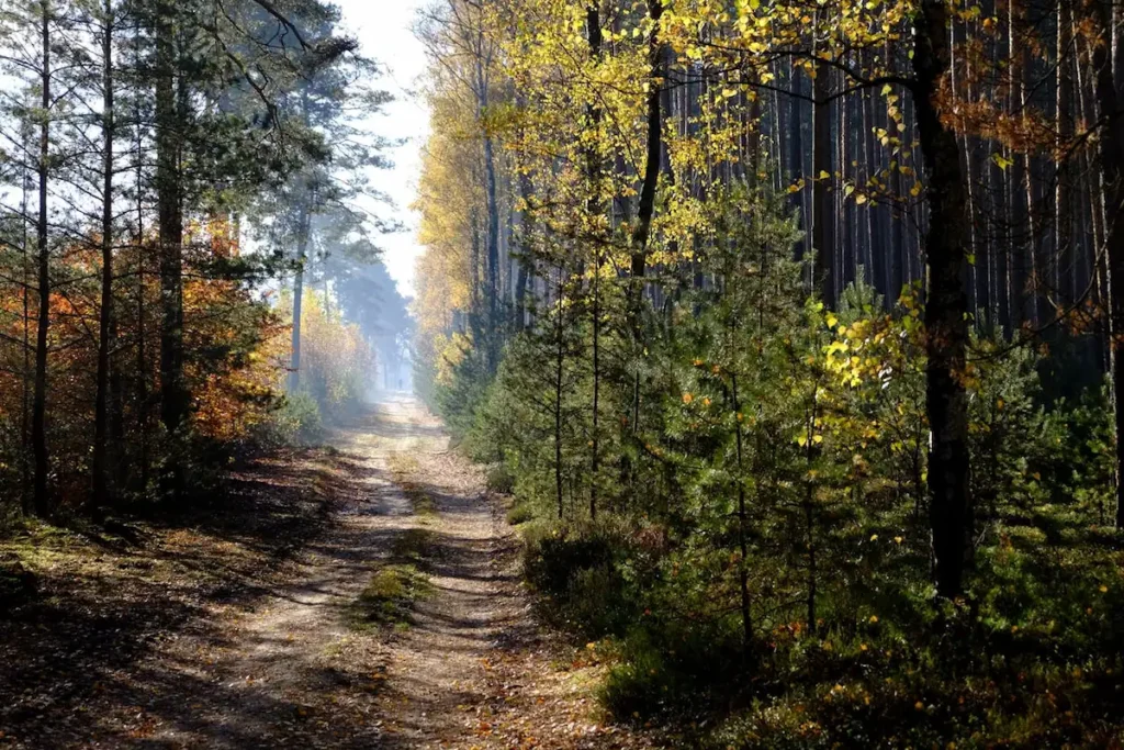 RoamNexa travel platform helping travelers with honest destination guides