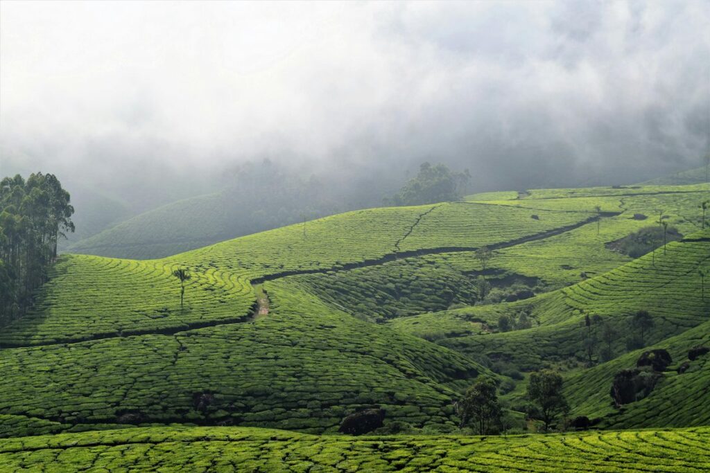 Munnar Travel Guide: Best Time to Visit, Top Places, Things to Do & Travel Tips Tea plantations in Munnar Kerala