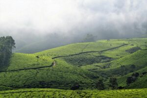 Munnar Travel Guide: Best Time to Visit, Top Places, Things to Do & Travel Tips